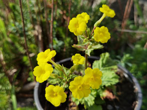 Primula x kewenensis